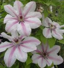 Clematis-John Paul II 1C