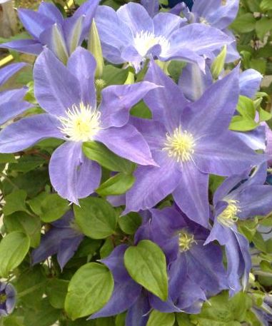 Clematis-Diana's Delight 1C