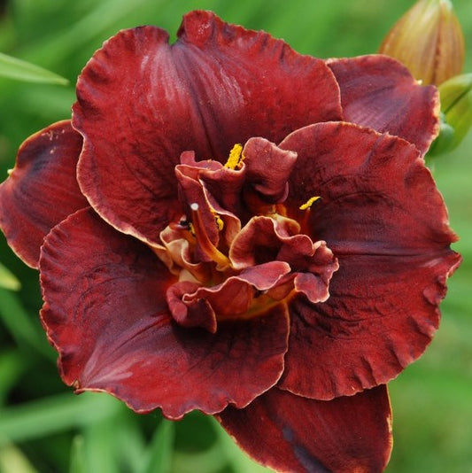Daylily-Night Embers 1C
