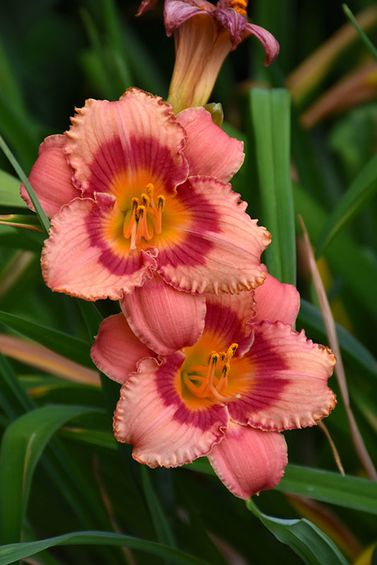 Daylily-Strawberry Candy 1C