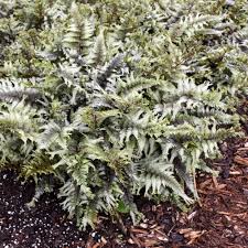 Fern-Crested Surf 1C