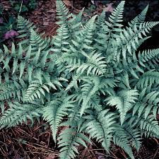 Fern-Ghost 1C
