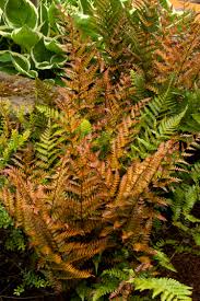 Fern-Autumn 1C