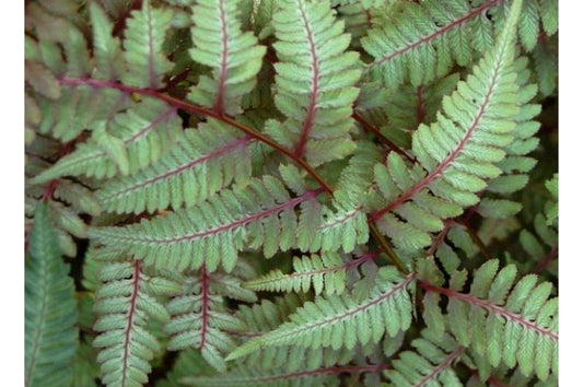 Fern-Japanese Painted 1C