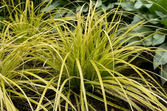 Grass-Evercolor Everillo 1C