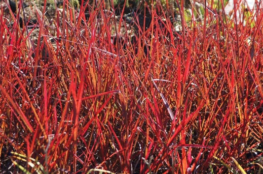 Grass-Red October 1C