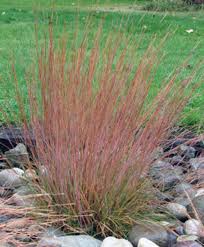 Grass-Blaze Little Bluestem 1C