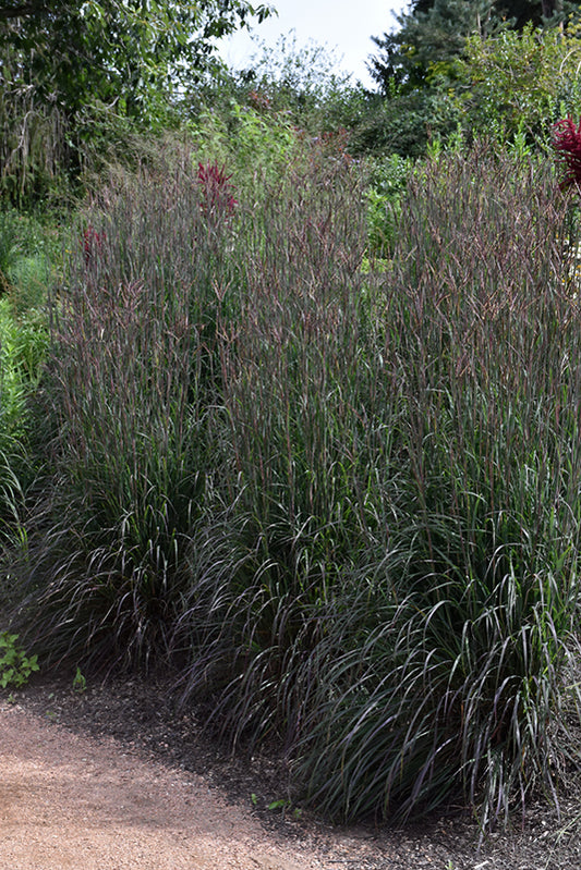 Grass-Holy Smoke 1C