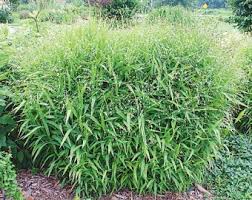 Grass-Northern Sea Oats 1C