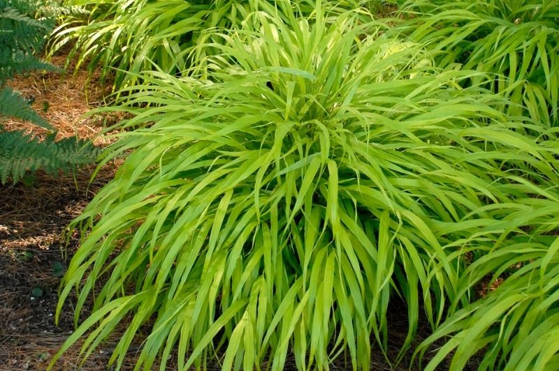 Grass-All Gold 1C
