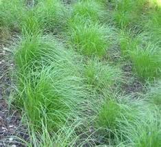 Grass-Pennsylvania Sedge 1C