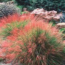 Grass-Undaunted Muhly 1C
