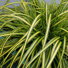 Grass-Eversheen 1C