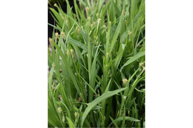 Grass-Hobb 1C