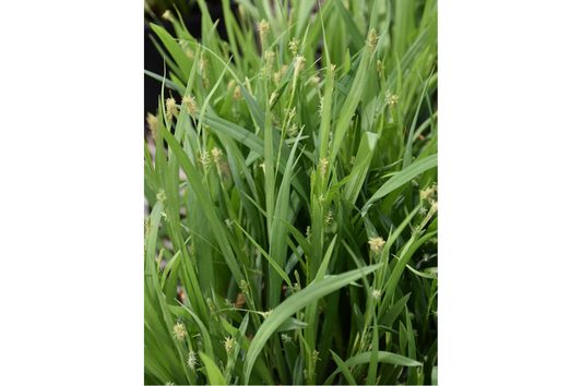 Grass-Hobb 1C