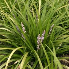 Liriope-Spicata 2.5"C