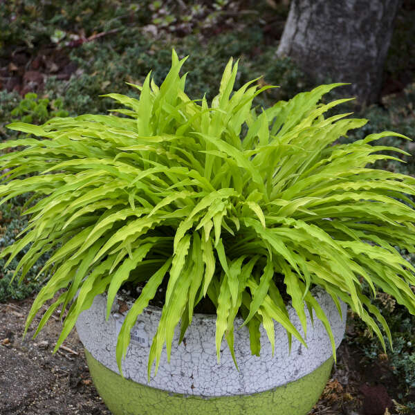 Hosta-Party Streamers 1C