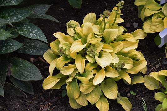 Hosta-Sun Mouse Qt