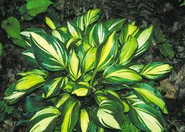Hosta-Rainbow's End 1C