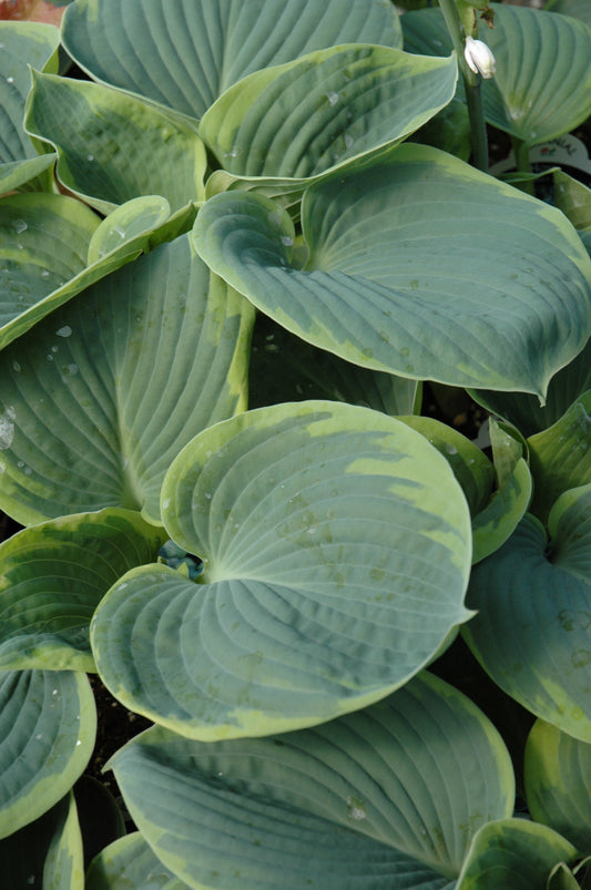 Hosta-Olive Bailey Langdon 1C