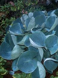 Hosta-Drinking Gourd 1C