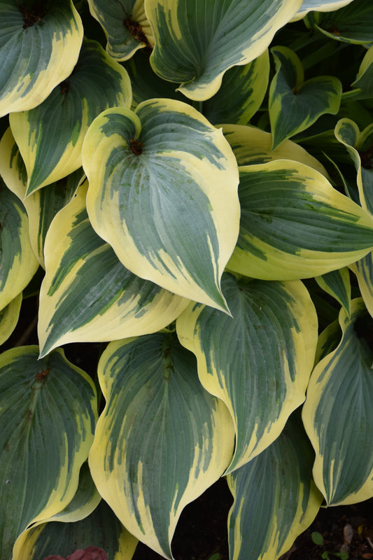 Hosta-First Frost 1C