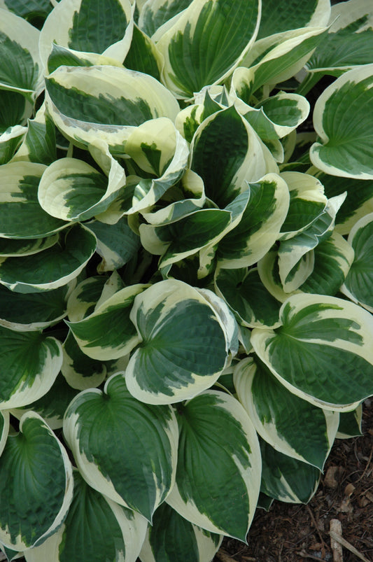Hosta-Patriot 1C