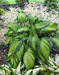 Hosta-Angel Falls 1C