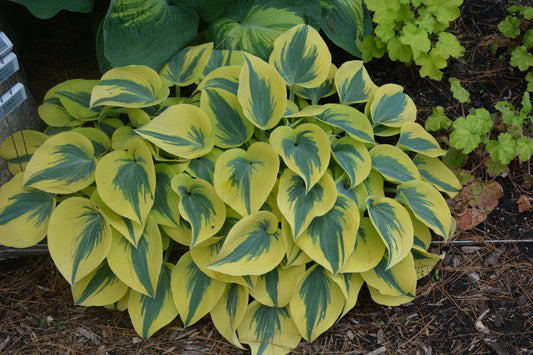 Hosta-Autumn Frost 1C