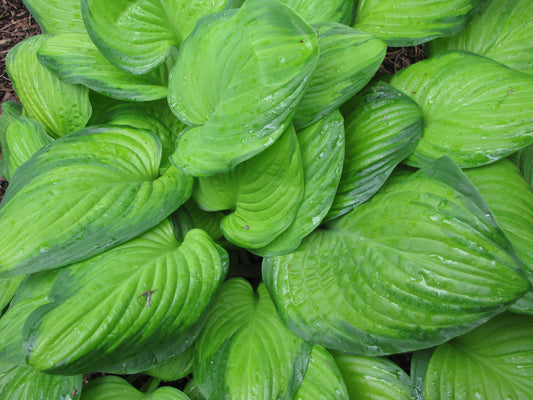 Hosta-Guacamole 1C
