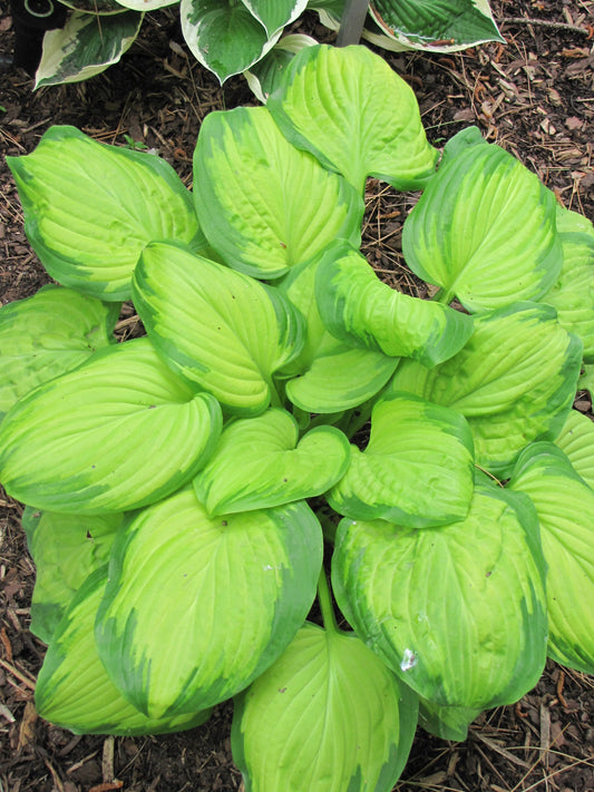 Hosta-Stained Glass 1C