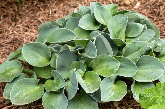 Hosta-Blue Mouse Ears 1C