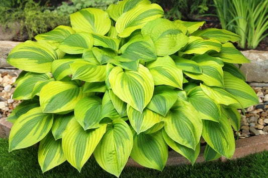 Hosta-Velvet Moon 1C
