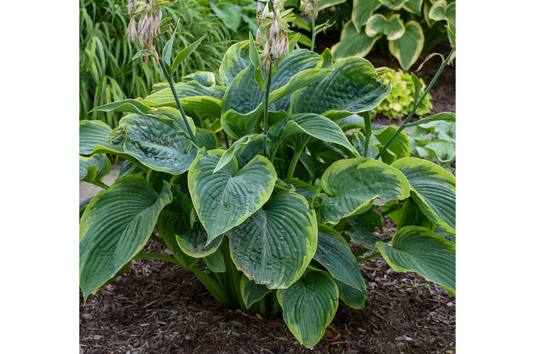 Hosta-Wu-La-La 1C