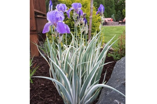 Iris-Albovariegata White 1C