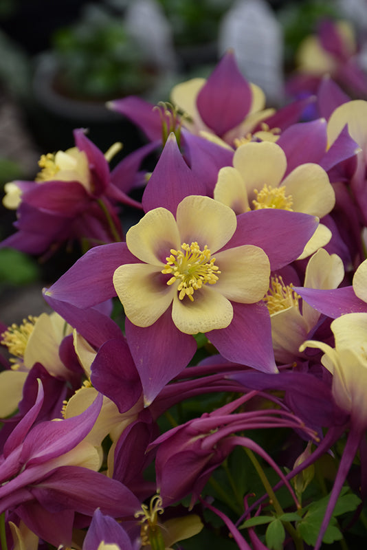Aquilegia-Earlybird Purple Yellow 1C