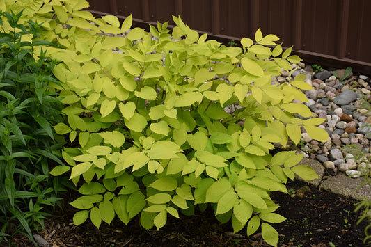 Aralia-Sun King 1C