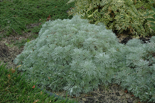 Artemisia-Silver Mound 1C