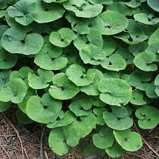 Asarum-Canadense 1C