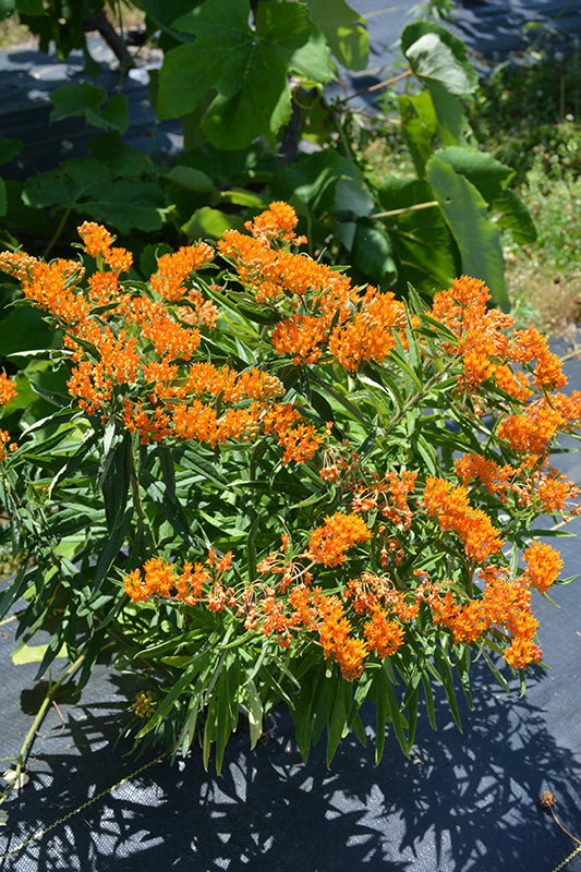 Asclepias-Tuberosa 1C