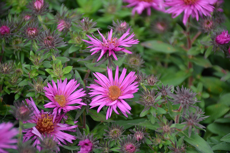 Aster-Pink Crush 1C