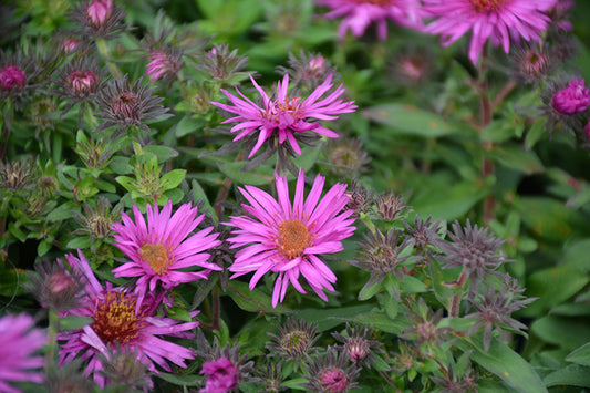 Aster-Pink Crush 1C