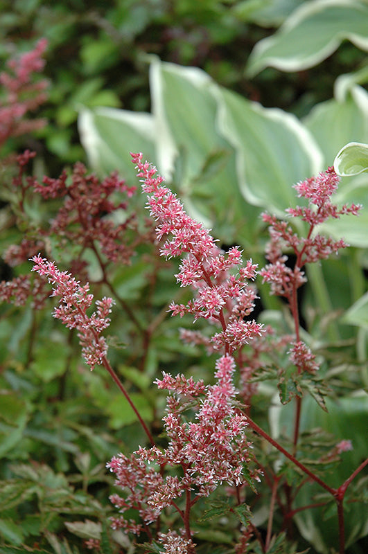 Astilbe-Key Largo 1C