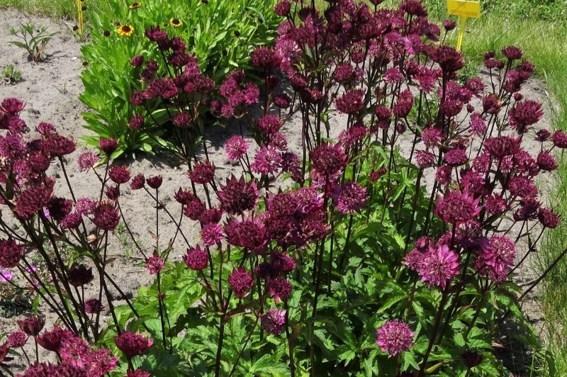 Astrantia-Burgundy Manor 1C