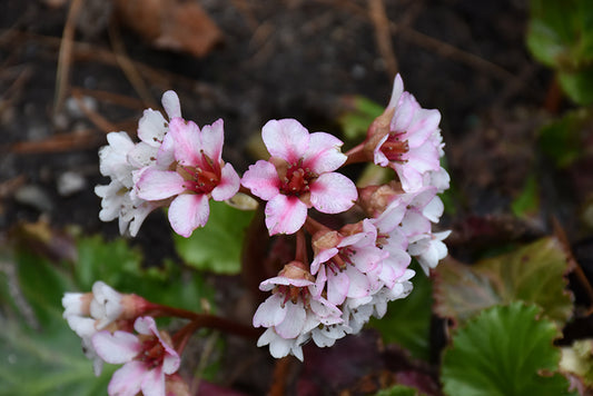Bergenia-Ripple Effect 1C