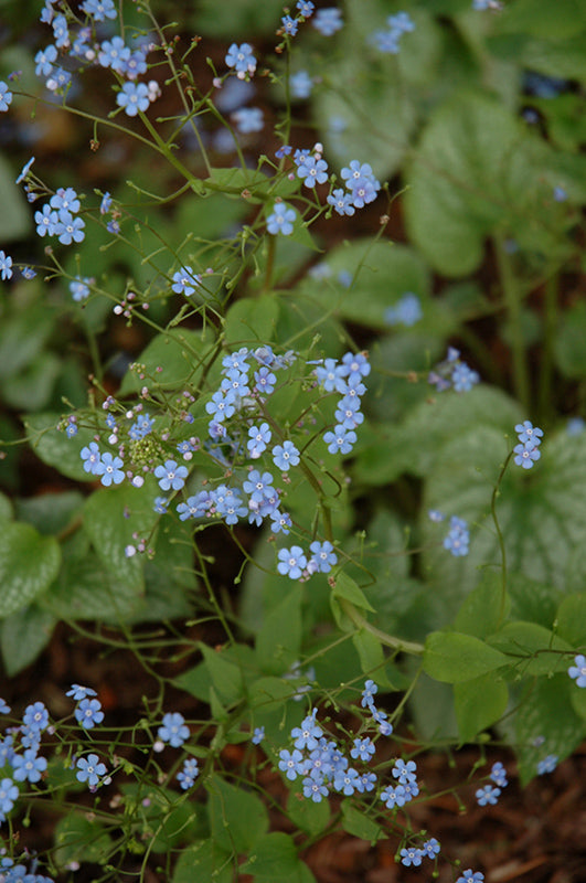 Brunnera-Alexander's Great 1C