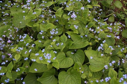 Brunnera-Macrophylla 1C