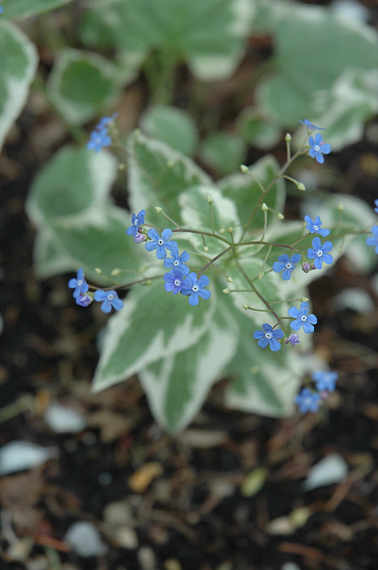Brunnera-Variegata 1C