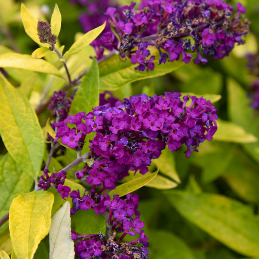 Buddleia-Gold Drop 3C