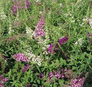 Buddleia-Fourth of July 3C